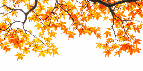 Orange autumn leaves background