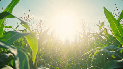 Golden Sunrise over Cornfield