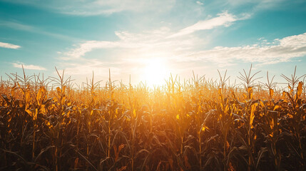 Golden Sunrise over Cornfield