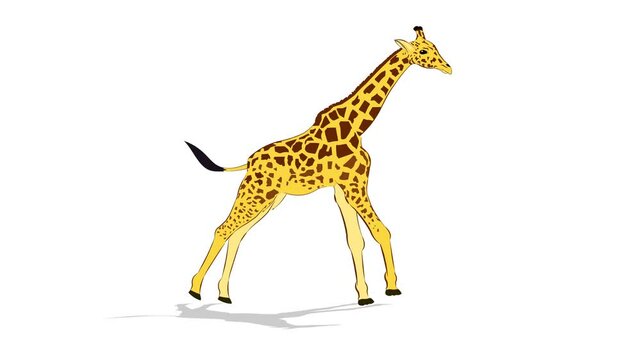 giraffe running animation video, isolated on white