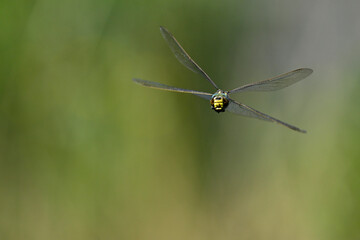 Torf-Mosaikjungfer // Common hawker, moorland hawker (Aeshna juncea) 