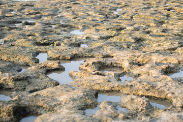 Textured Rocky Terrain with Shallow Water Pools