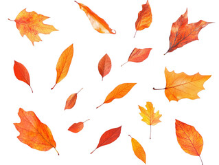 Autumn leaves falling transparent background