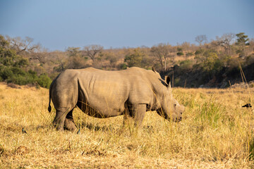 Rhinoceros, commonly abbreviated to rhino, is a member of any of the five extant species of odd-toed ungulates in the family Rhinocerotidae, on safari in the Kruger Park South Africa