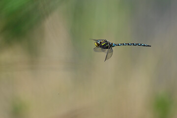 Torf-Mosaikjungfer // Common hawker, moorland hawker (Aeshna juncea) 