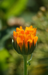 Calendula officinalis - flower of the plant