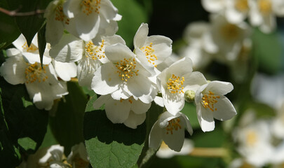 Jasmine White - flower of the plant