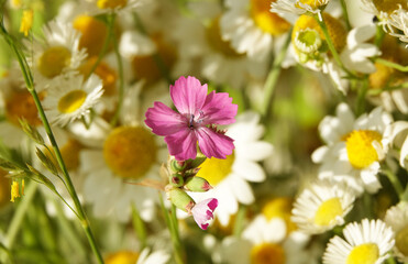 Flowers Carnation Borbash