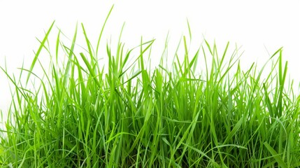Fototapeta premium A lush green field of grass with no other objects in the image