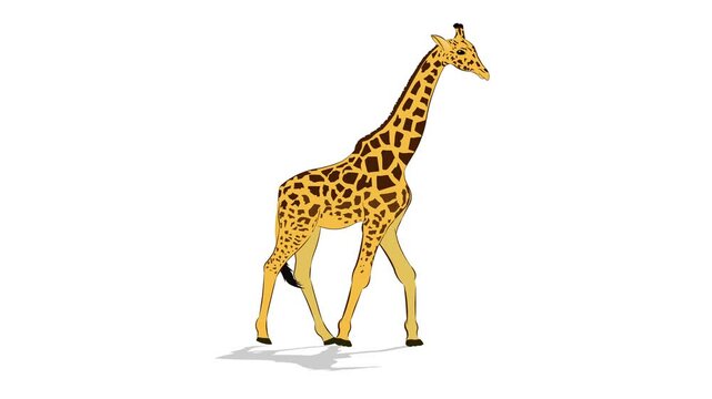 giraffe waling animation video,isolated on white