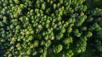 Aerial view of forest in Sweden at sunrise. Drone shot flying over spruce conifer treetops, nature background
