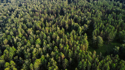 Aerial view of forest in Sweden at sunrise. Drone shot flying over spruce conifer treetops, nature background © fifthplanet