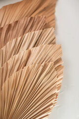 Dried Palm Leaves in Natural Shades