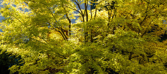 Fototapeta premium Foliage in the park. Autumn fall leaves of maple trees. Autumn fall leaves in sunlight. Natural autumn background. Autumnal background. Foliage, falling leaves background. Autumn leaf.