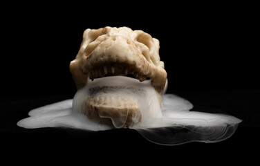 Dinosaur skull homemade with strange swirling fog and black background