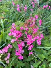 Obraz premium pink flowers bushes grass, natural background