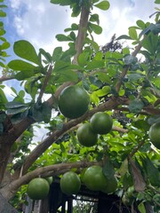 crescentia cujete, fruit from America, fresh green, bright afternoon