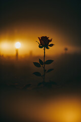 A Rose in Fog