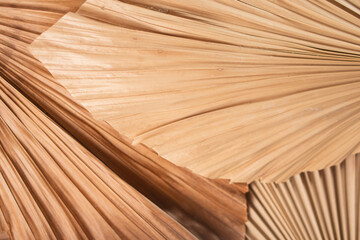 Close-Up of Dried Palm Leaves Textures