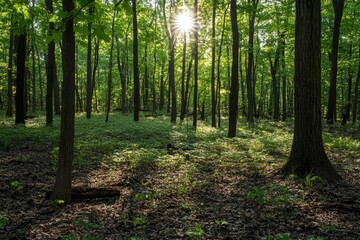 Obraz premium Observing the sun peeking through the trees in a forest is a serene experience, surrounded by terrestrial plants and a variety of shades of green and brown in the natural landscape, ai