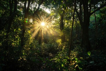 Obraz premium Observing the sun peeking through the trees in a forest is a serene experience, surrounded by terrestrial plants and a variety of shades of green and brown in the natural landscape, ai