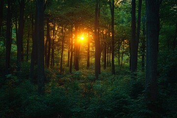 Fototapeta premium Observing the sun peeking through the trees in a forest is a serene experience, surrounded by terrestrial plants and a variety of shades of green and brown in the natural landscape, ai