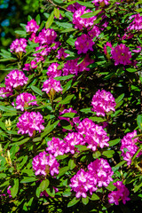 pink rhododendron blooms in the Botanical garden
