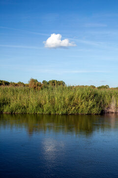 Wetlands of the lower Colorado river in Yuma, AZ vertical