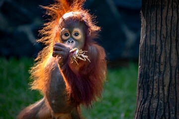 Portrait of baby bornean orangutan © Cavan