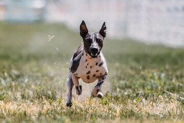 American Hairless Terrier Dog Running Lure Course Dog Sport