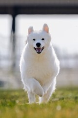 Obraz premium Happy White Purebred Samoyed Dog Running Lure Course Dog Sport