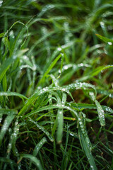 Green grass as a natural background