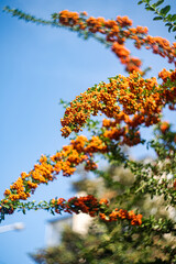 Fototapeta premium Ripe rowan berries on the bush