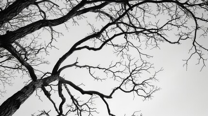 Fototapeta premium Black and white photograph of leafless tree branches