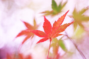 紅葉した秋のモミジ