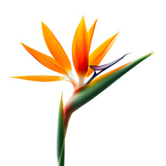 Vibrant Bird of Paradise Flower on a transparent background
