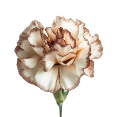 Beautiful carnation flower isolated on white