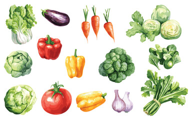 Vegetable Vector Elements, Vegetable Watercolor Illustration isolated on white background