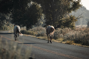 Wild Horses of the South walking down the road