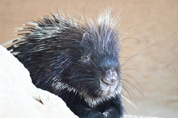 動物園のヤマアラシ