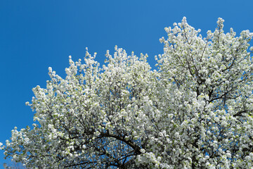 Spring blossom tree branch with white flowers. Spring background. Blooming tree branches white flowers and blue sky background, close up. Cherry blossom, spring garden, orchard, spring sunny day.