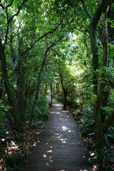 fine spring forest in the gleaming sunlight