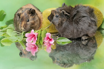 A pair of guinea pigs eat hibiscus flowers. This rodent mammal has the scientific name Cavia porcellus.