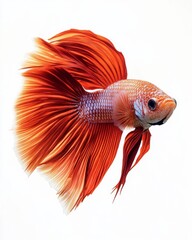 Fototapeta premium the Halfmoon Betta Fish, Isolated on white Background