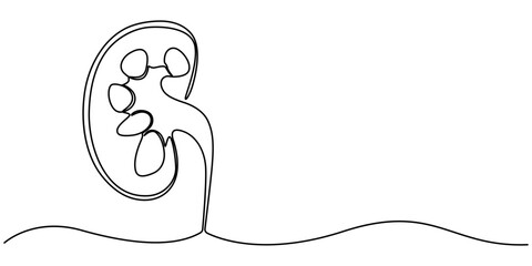 Continuous Line Drawing of Kidney Icon. Hand Drawn Symbol Vector Illustration, Continuous One Line Drawing Human Organs Icons Concept. Single Line Vector Illustration, Kidneys. Human Organs Anatomy 