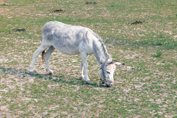 Fototapeta premium donkey animal theme farm land pasture highland grass lawn country side environment space