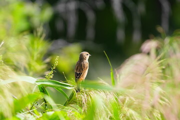 茎に止まるノビタキ