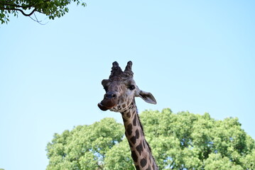 動物園のキリン