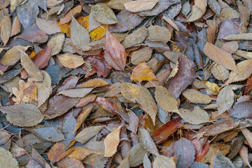 leaves gray and yellow fallen on the ground close-up, autumn background