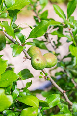 unripe pear fruit close-up, grows on a branch against a blurred background of foliage